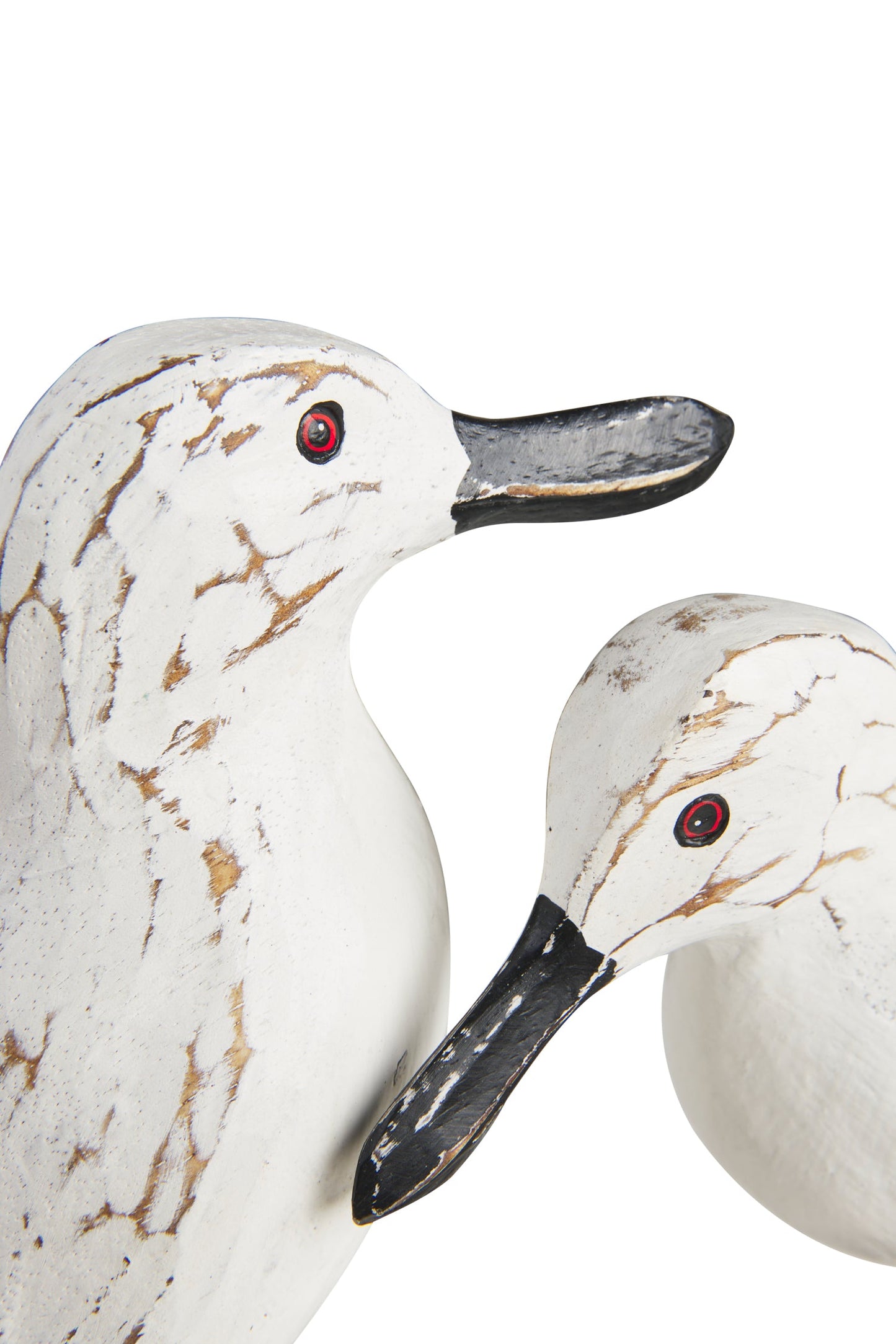 Uccelli acquatici - Gabbiani In Amore Su Tronco