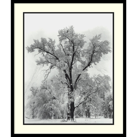 Stampa artistica incorniciata "Quercia, tempesta di neve, Parco nazionale di Yosemite - 1948" di Ansel Adams 27 x 32 pollici