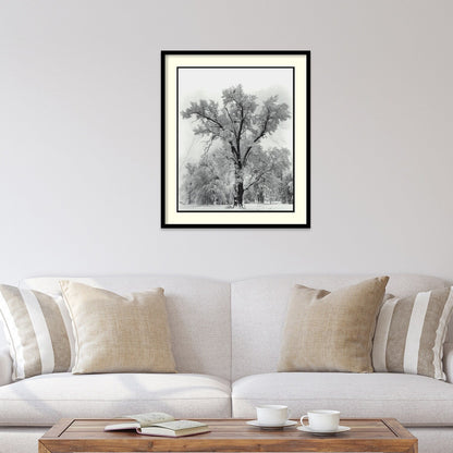 Stampa artistica incorniciata "Quercia, tempesta di neve, Parco nazionale di Yosemite - 1948" di Ansel Adams 27 x 32 pollici