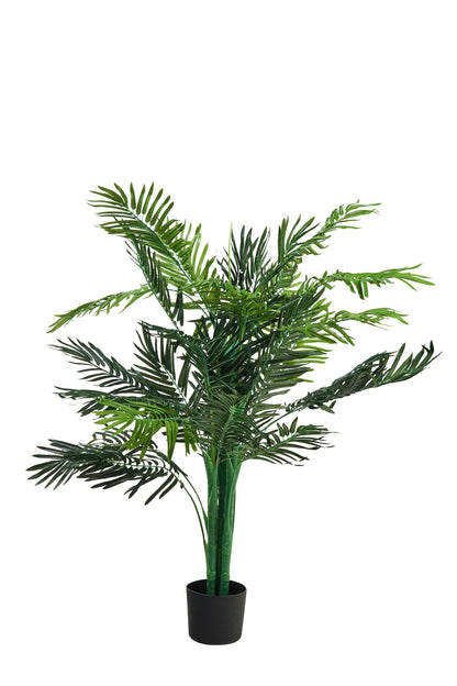 Pollice Verde - Palma Piccola