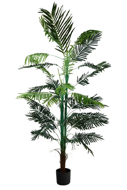 Pollice Verde - Palma Grande