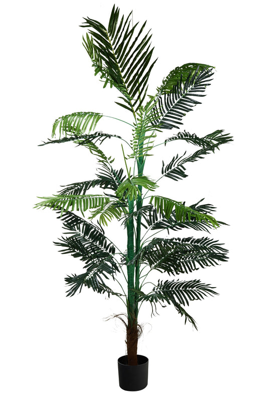 Pollice Verde - Palma Grande