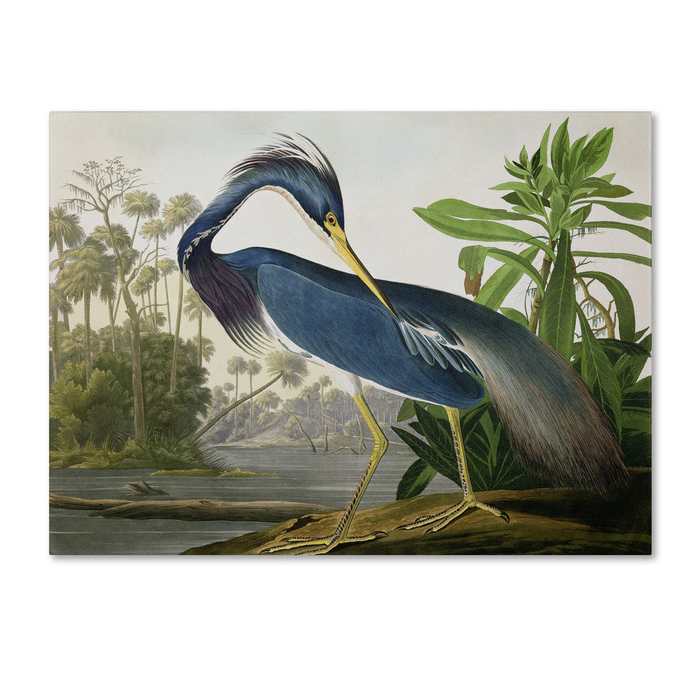 L'opera d'arte su tela "Louisiana Heron" di John James Audubon, curata da The Curated Nomad