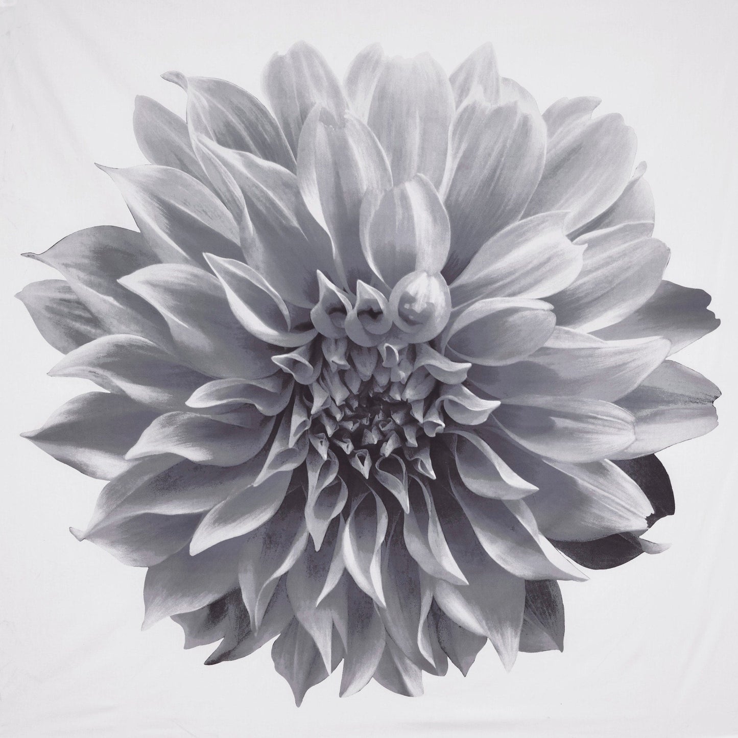 Tenda da doccia in cotone con stampa floreale Madison Park Quinn