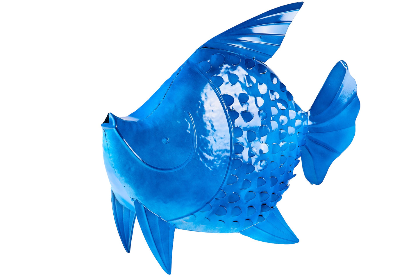 Honi - Pesce Boccadoro Bluette Daddy