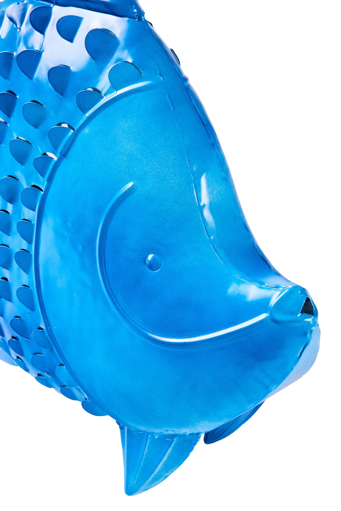 Honi - Pesce Poccadoro Bluette Mamy